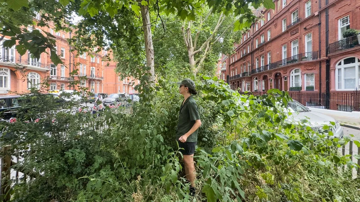 Can micro-forests save our cities?