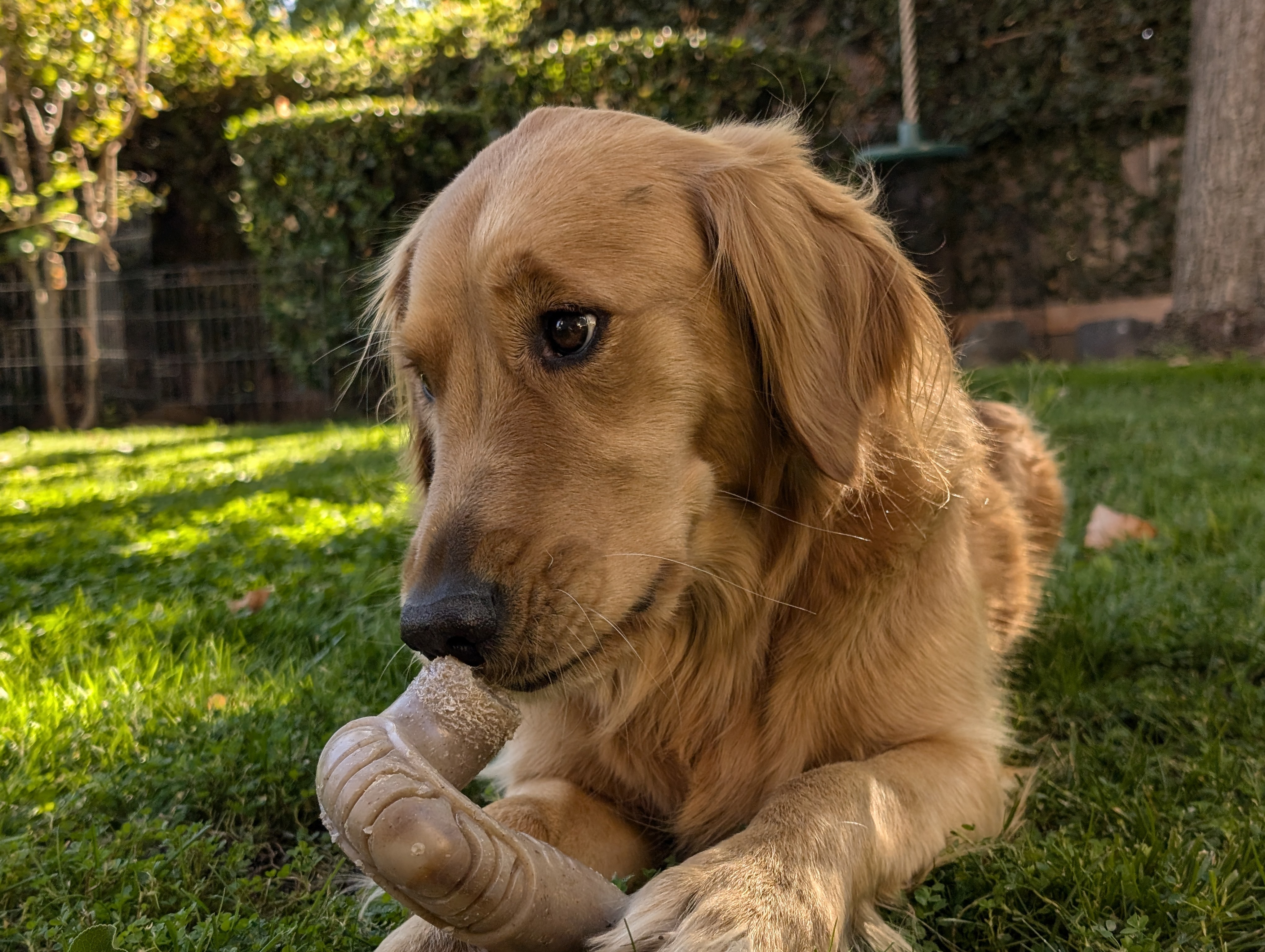 sitting down calmly after 10 minutes of zoomies