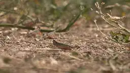 Hordes of grasshoppers descend on and decimate Utah crops