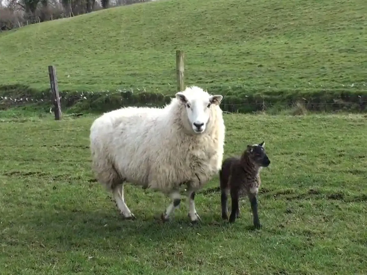 Rare goat-sheep 'geep' born on Irish farm