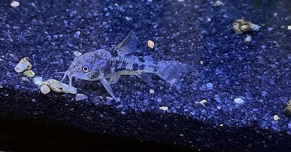 Pepper cory