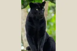 Man who feared for his life after seeing big cat in Peak District was ‘possibly warned by black leopard’ - says expert