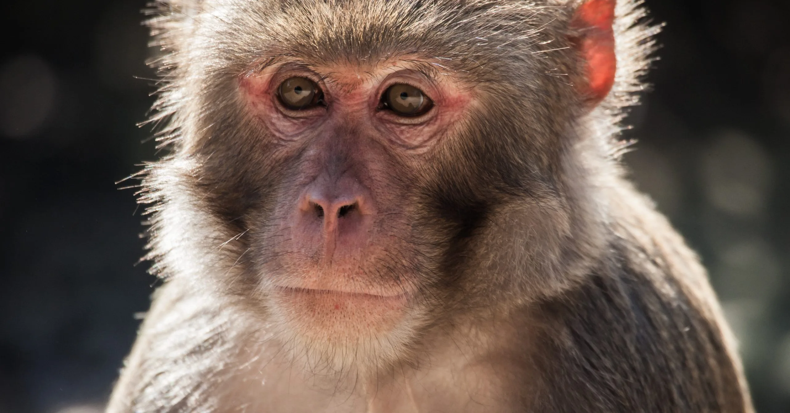 PETA Files Complaint Against Alpha Genesis Monkey Farm in South Carolina