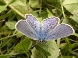 Ein blauer Schmetterling auf grünen Blättern