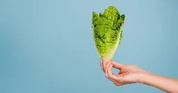 Plant-based insulin derived from lettuce, can be taken orally