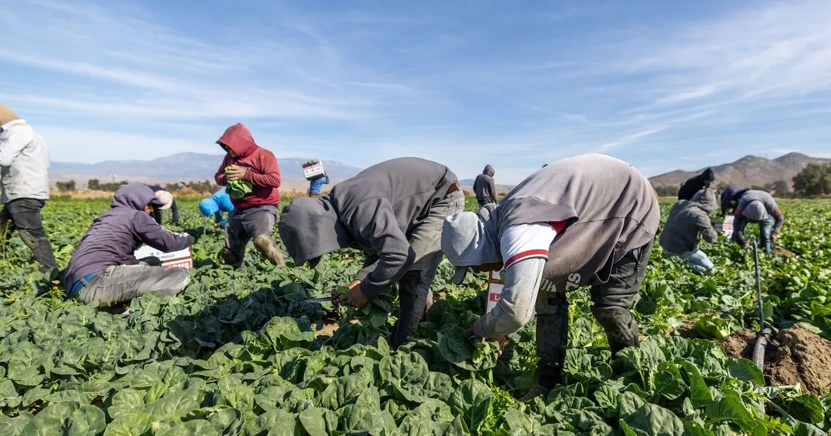 Farm workers ditch work in fear of ICE raids as food prices set to soar