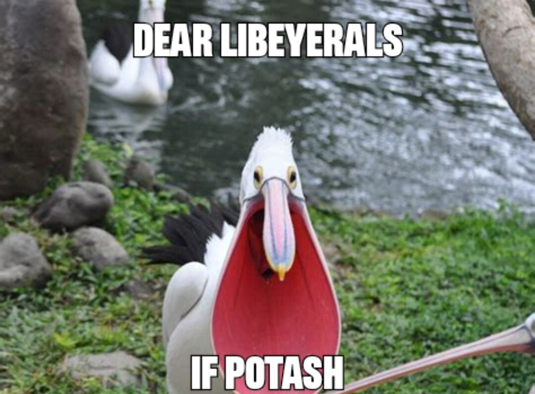 Picture of pelican that says "dear liberyals, if potash"