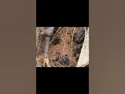 Ants burrowing in a log 🐜