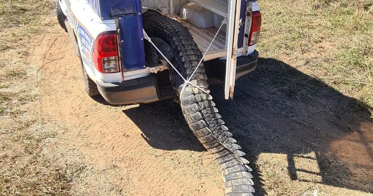 Dog-eating crocodile that terrorized Australian town is killed and eaten by residents: "Never a dull moment"