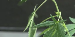 Ohio Fraternal Order of Police hoping for a ‘no’ on marijuana in Ohio