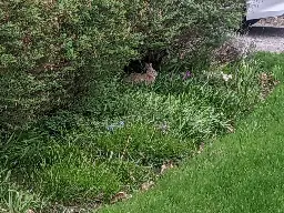 Rabbit peeks out from under a bush, in a small garden