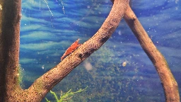 Foreman of the cleanup crew digging into the latest algae bloom