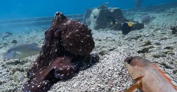 Octopuses recorded hunting with fish — and punching those that don't cooperate