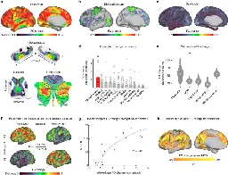 Psilocybin desynchronizes the human brain - Nature