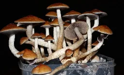Federal Health Agency Acknowledges Psilocybin's Therapeutic Potential And Touts Forthcoming Psychedelic Research - Marijuana Moment