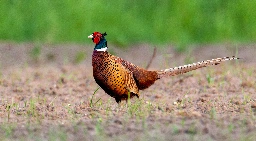 Male Ring-Necked Pheasant on a Field