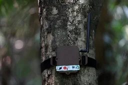 Tree-hugging AI to the rescue of Brazilian Amazon