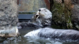 Cute Otters Bathing - HD