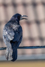 Rook on a cable