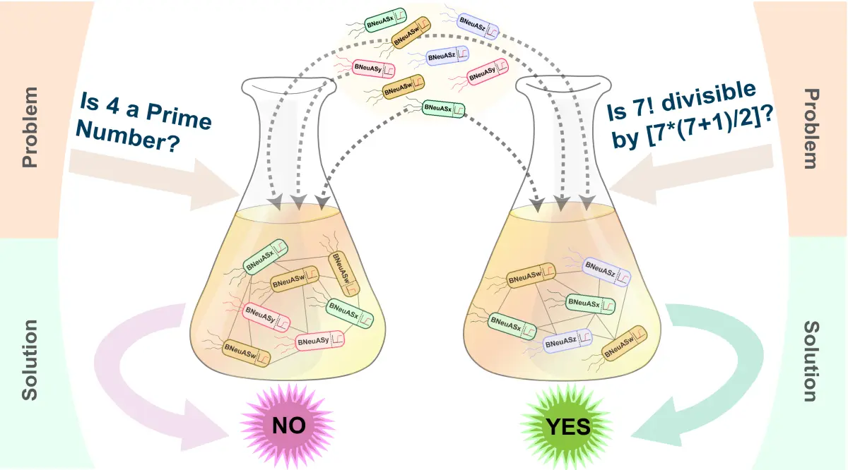 Genetically engineered bacteria can do complex math