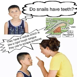 stock photo of child saying "do snails have teeth?" then the stock photo mother explains that snails have something similar to teeth that they scrape food on.