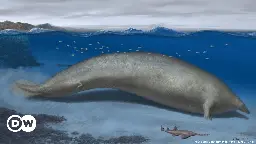 Ancient Peruvian whale may be most massive creature recorded – DW – 08/02/2023