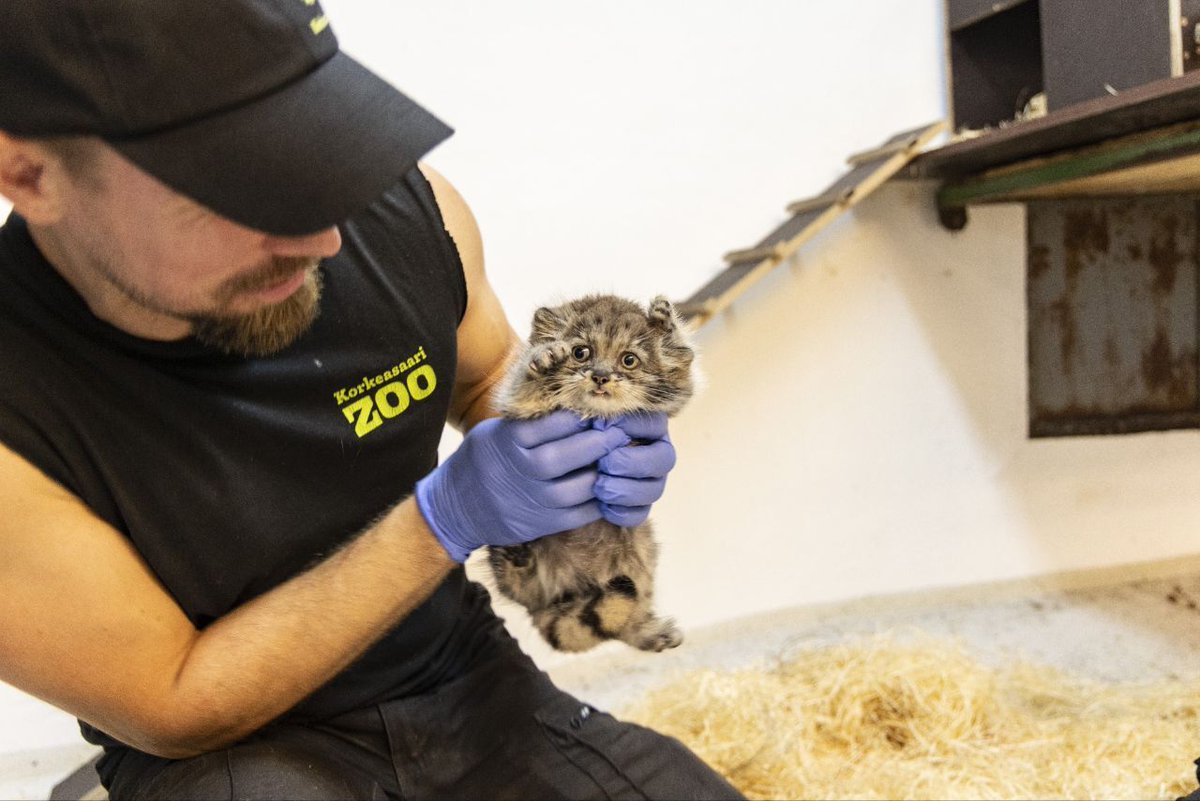 a zookeeper holding a small Manul