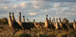 Nutrition in Aussie animals