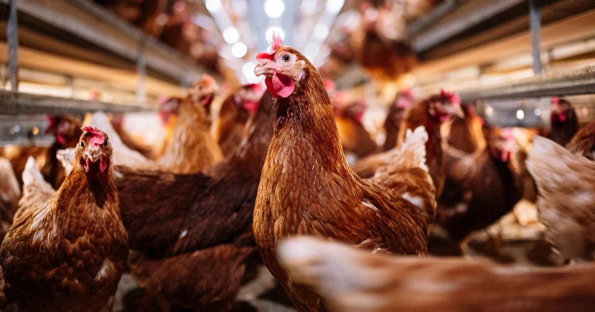 USDA says it accidentally fired officials working on bird flu and is now trying to rehire them