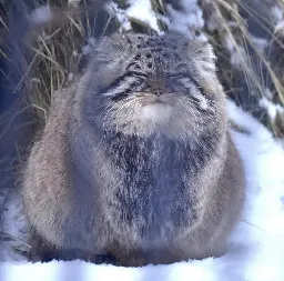 manul