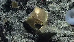 Scientists found a ‘golden egg’ deep in the sea near Alaska. But what is it?
