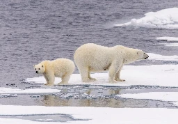 New evidence that polar bears survived 1,600 years of ice-free summers in the early Holocene