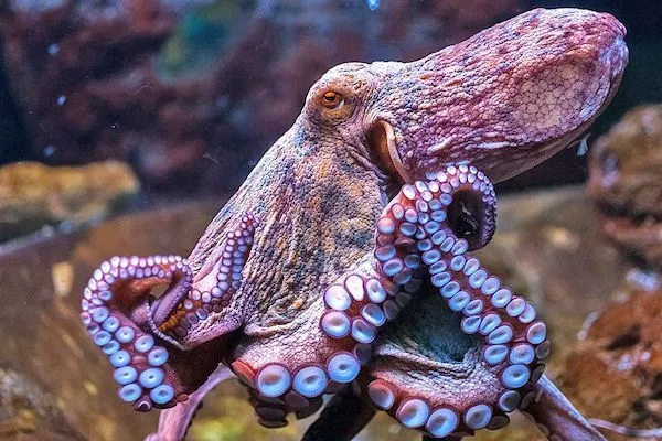 Octopus massacre