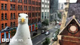 Woman facing assault charges after capturing seagull