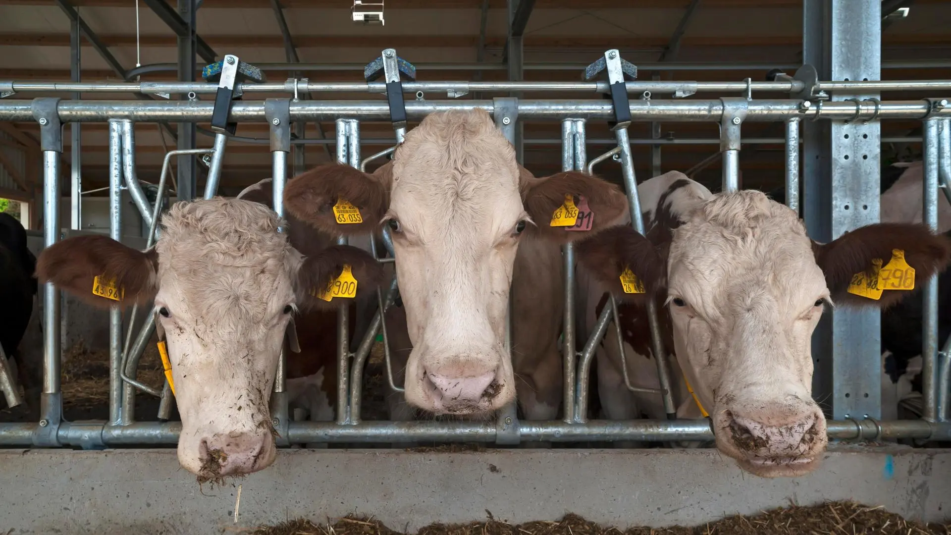 Vorschlag von Expertenkommission - Landwirtschaftsminister Özdemir offen für höhere Mehrwertsteuer auf Fleisch