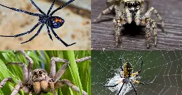 Everything you need to know about spiders in South Dakota