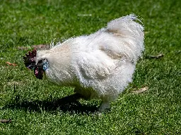 Tourist pleads guilty after throwing chicken Betty White into an alligator pond