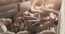 Dans sa nouvelle stratégie climatique, la Confédération appelle à manger moins de viande