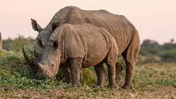 Zahl der Nashörner in Afrika steigt seit einem Jahrzehnt wieder an