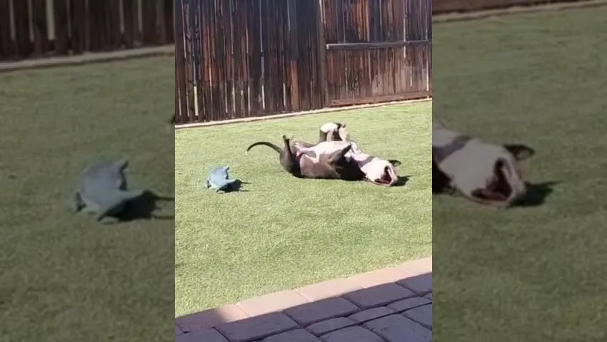 A black and white dog plays with a plush shark toy