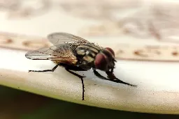 Why are flies so fast?