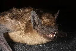 This Bat Uses Its Extra Long Penis Like an Arm While Mating