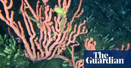Canada moves to protect coral reef that scientists say ‘shouldn’t exist’