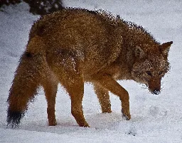 Coywolves Are Taking Over Eastern North America