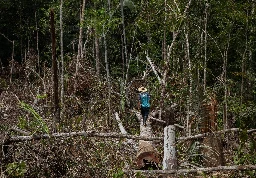 The secret to Colombia’s drop in deforestation? Armed groups
