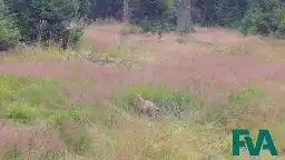 Erstes Foto eines Wolfswelpen im Schwarzwald