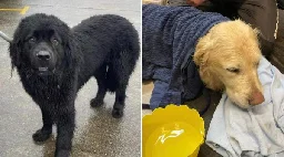 Newfoundland Hero: Dog Saves Drowning Golden Retriever