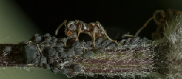 Farmer ants and their aphid herds