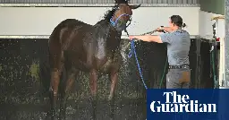 Melbourne Cup: most Australians have little or no interest in ‘race that stops the nation’, Essential poll finds