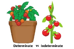 Determinate vs Indeterminate Tomatoes - The Dos and Don'ts of Each